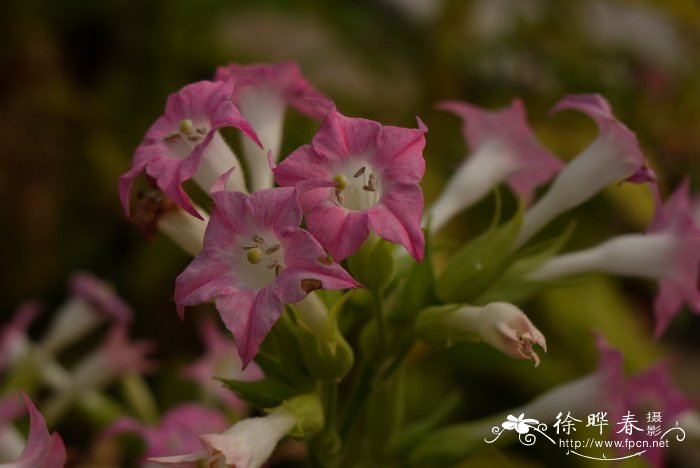 白鹤芋