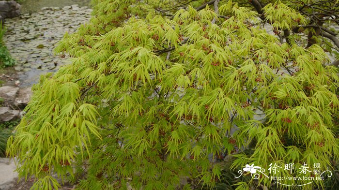 多肉植物的种植