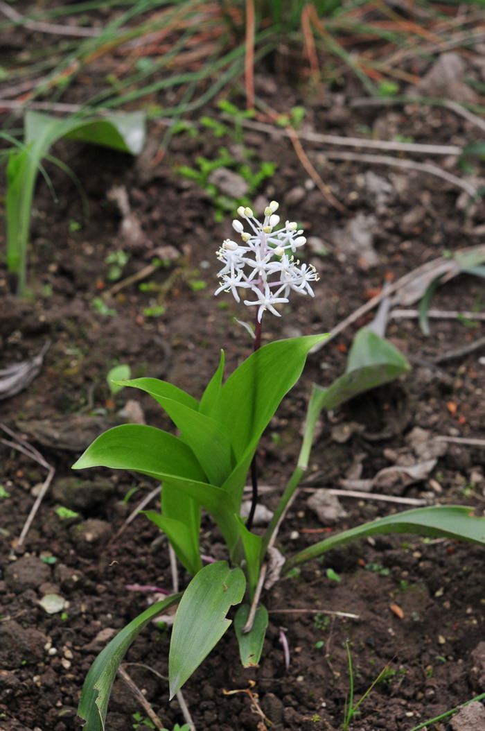 蓝色矢车菊