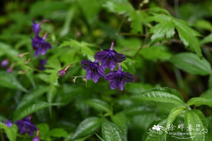 白晶菊花语