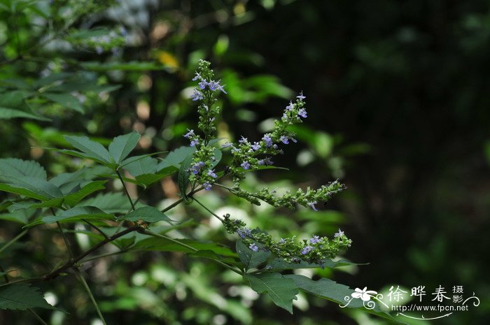 千手观音植物