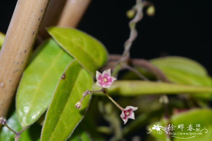 木槿花语