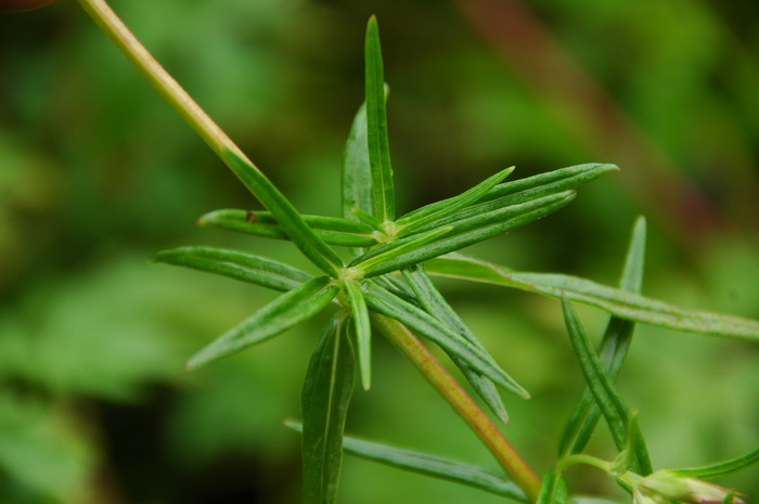 十二朵玫瑰花代表什么意思