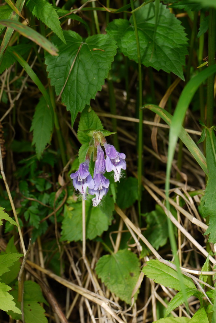 百合竹