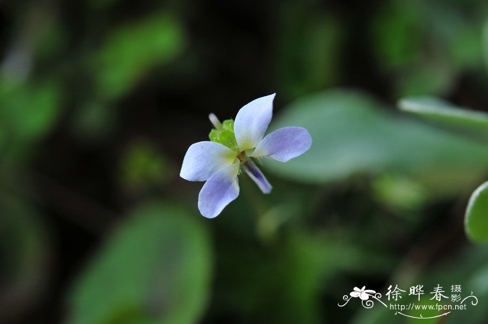 植物大全名字和图片