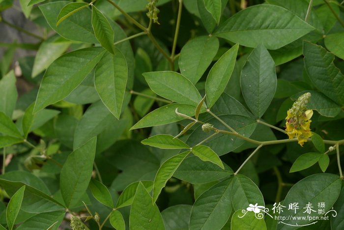 香樟树图片