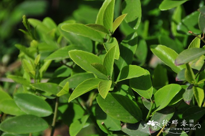 植物不喜欢什么光线