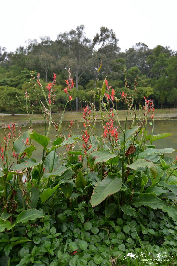 杨兰花