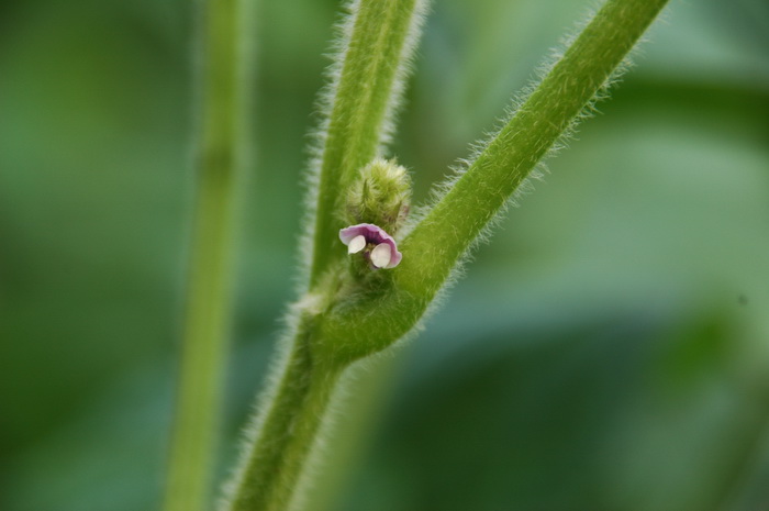 木香花的种植养护方法