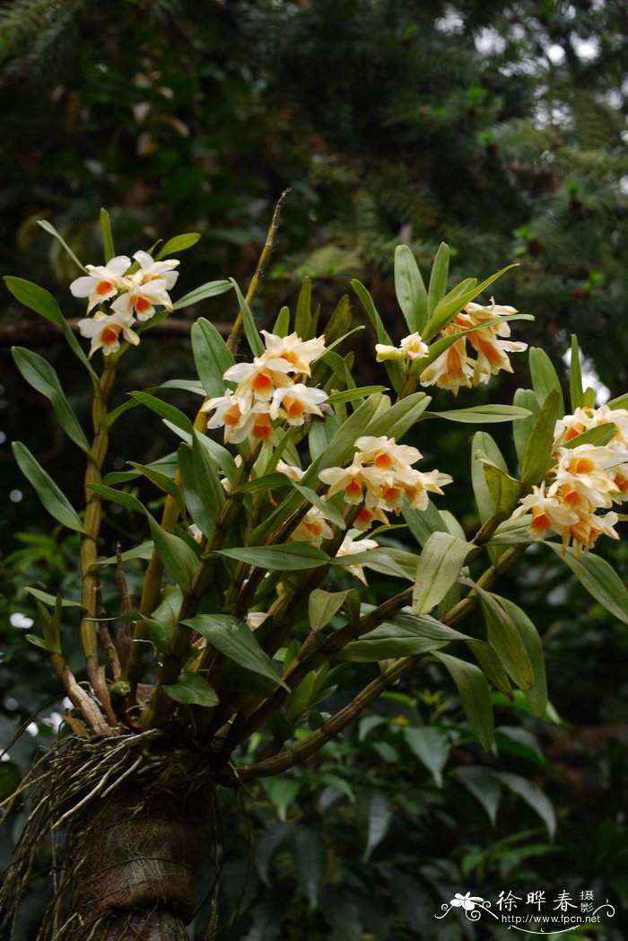 桂花花语及寓意