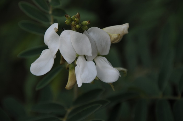 白花芍药