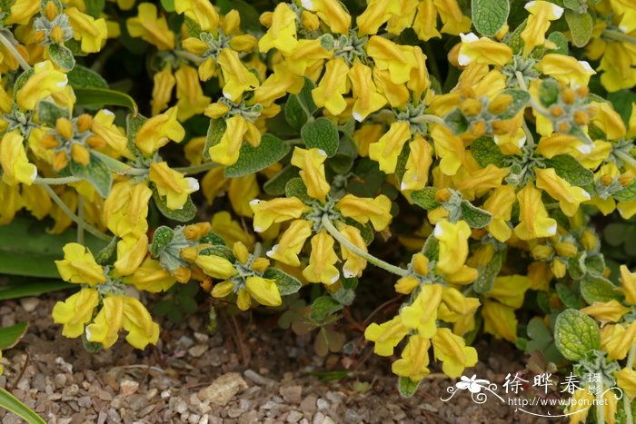 昙花什么时候开花