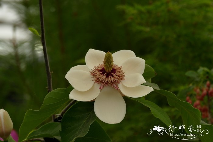 永生花是真花吗