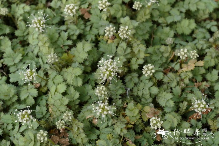 关于油菜花的资料