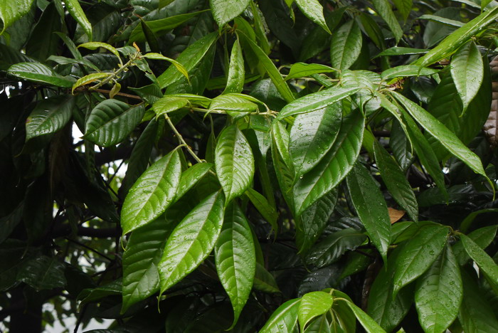 无花果树苗什么时候种植最好