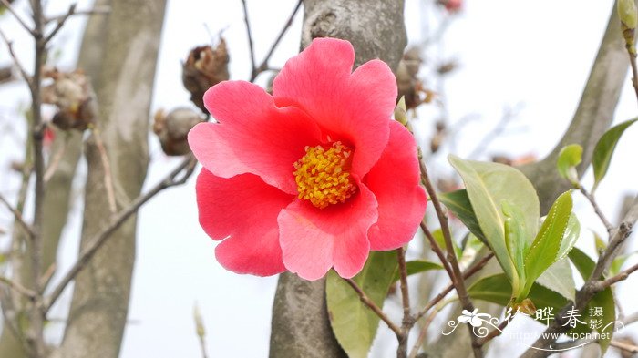 柳树靠什么传播种子 