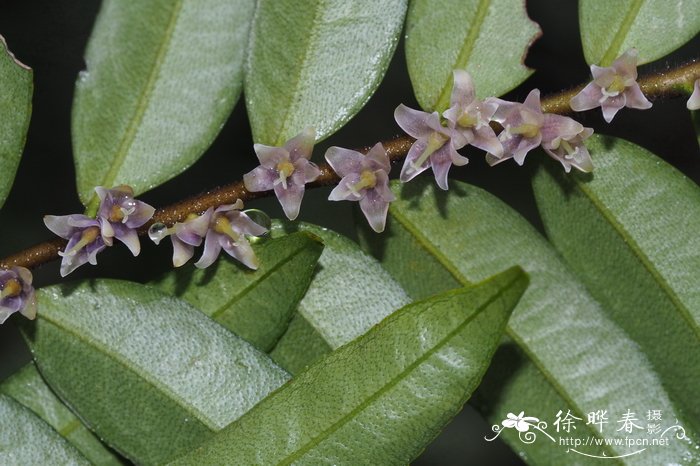 黑麦草温度