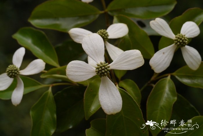 无公害蔬菜栽培技术