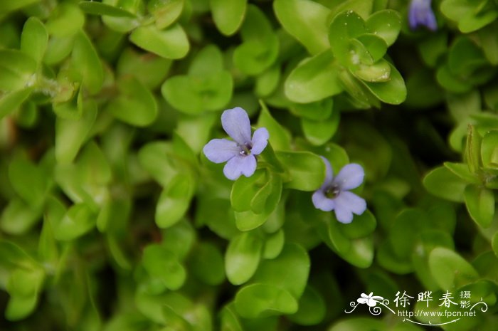 花卉批发价格