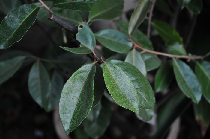 香水百合花语