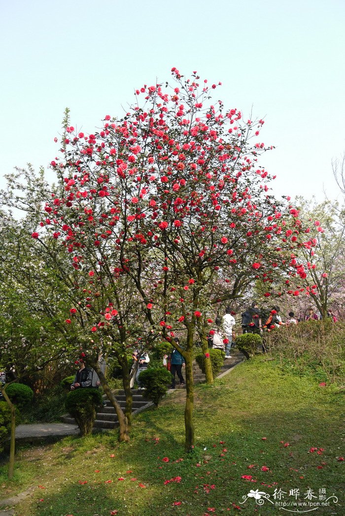 牡丹吊兰图片