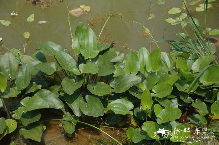 水仙花介绍