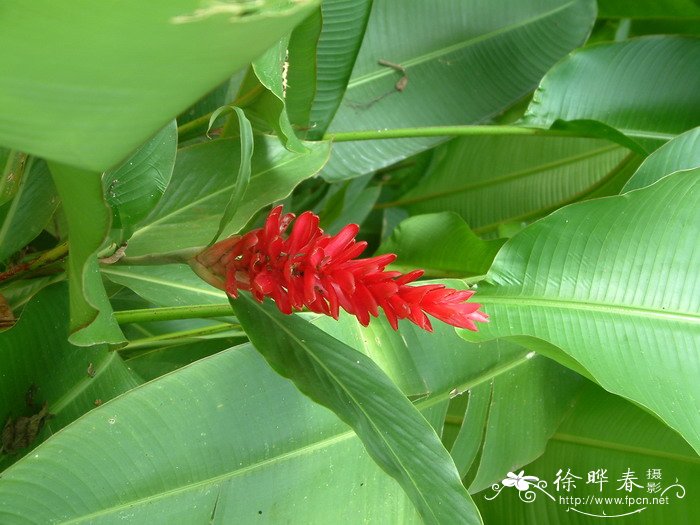 狗尾巴草的花语