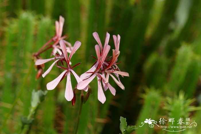 绒花图片