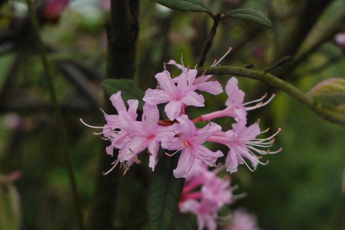 风轮菜