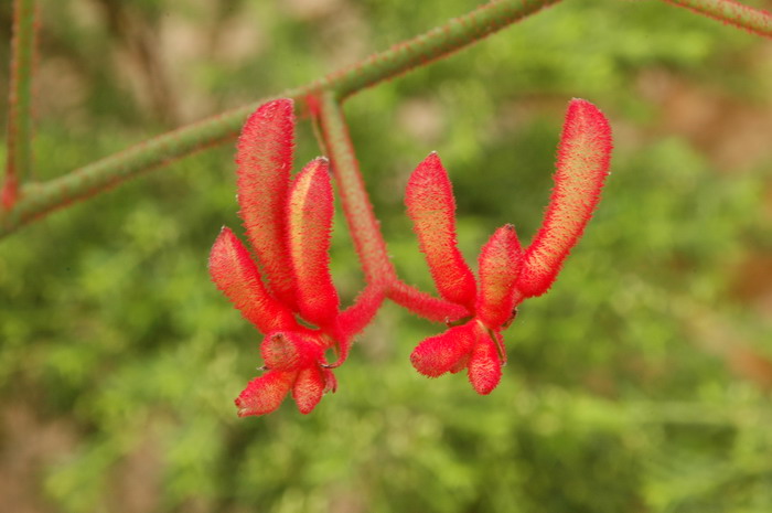 花的别称