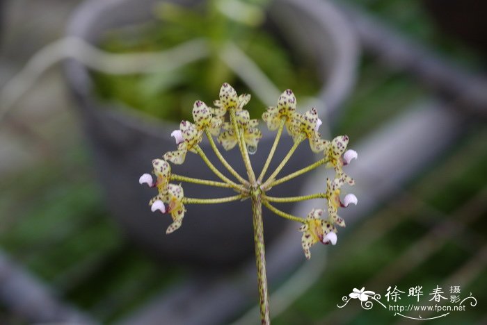 玫瑰花怎么养才不会枯萎