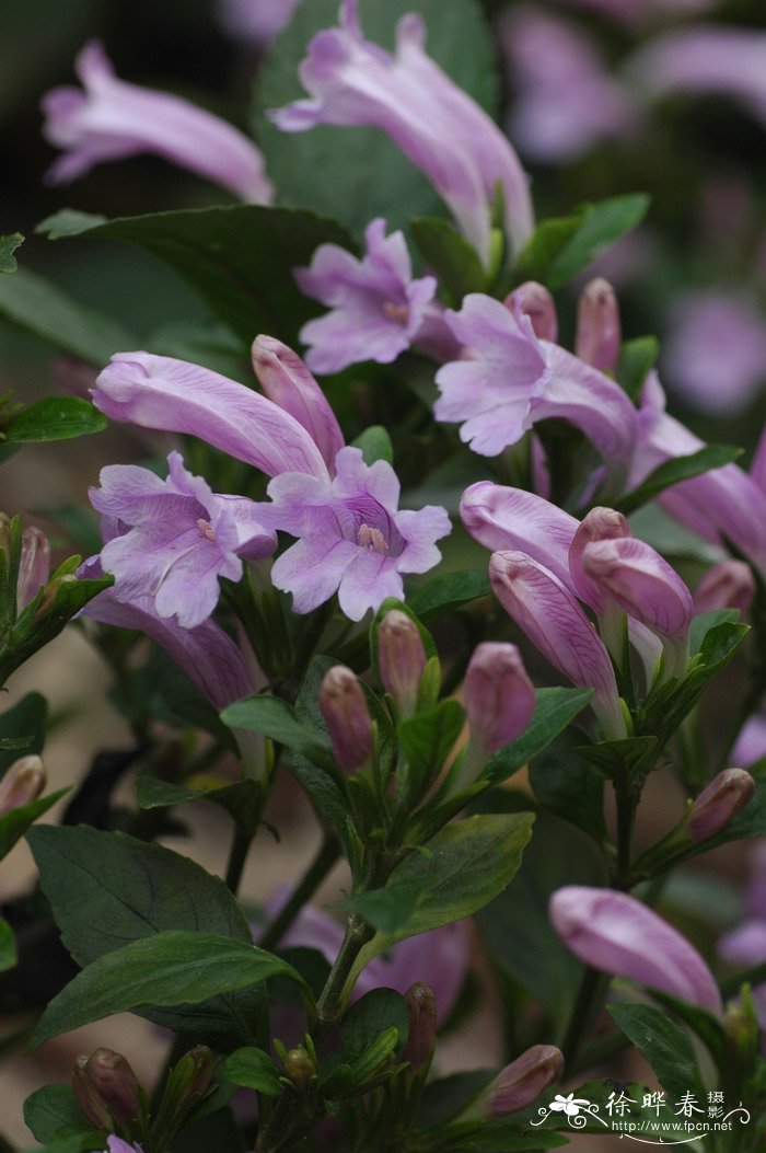 桂花树这一棵要多少钱