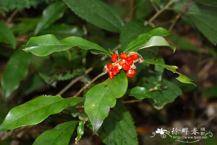 白玉兰花的花语和寓意