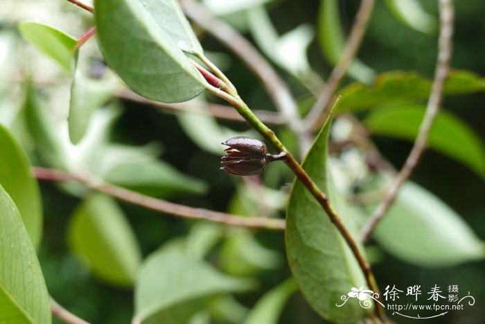 无花果开花吗?