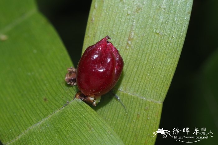 黄花梨树苗价格