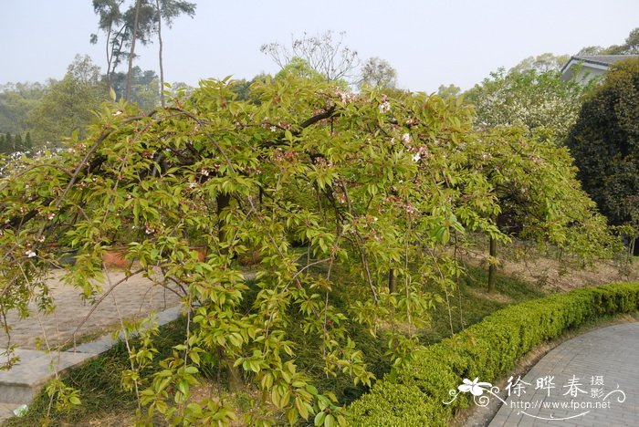 圣诞节鲜花