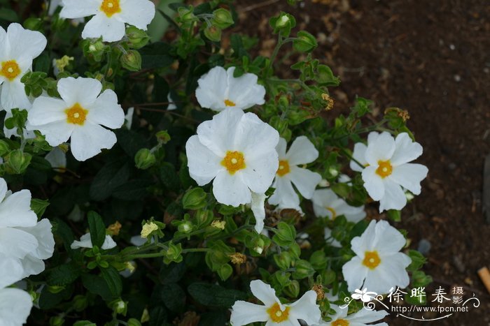 七里香花图片