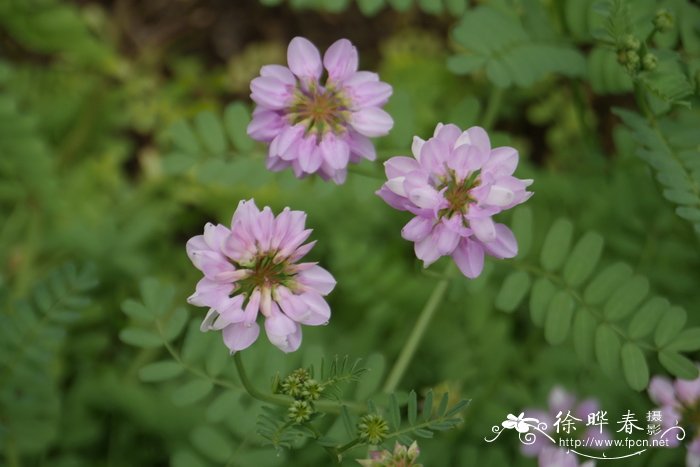 绿菊水草