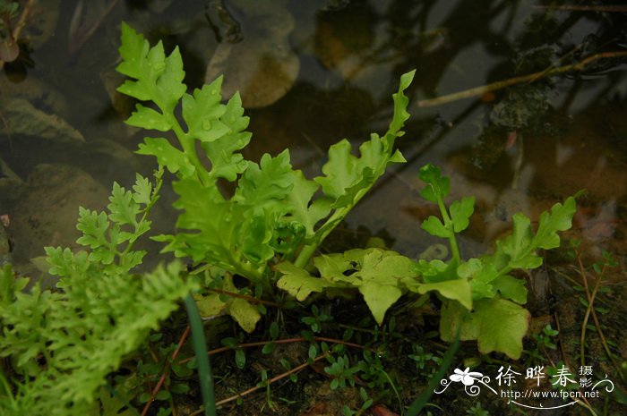 棉花种植