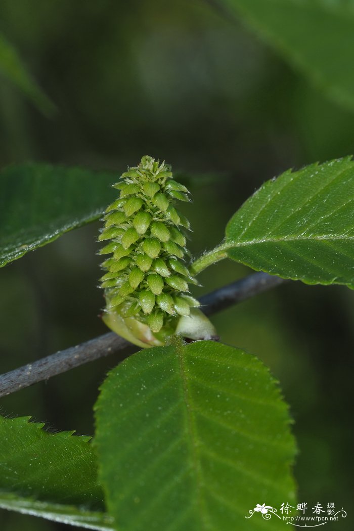 白色风信子花语