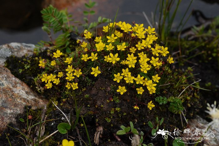 白鹤芋