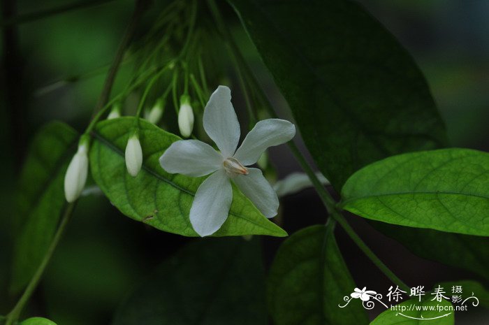 玫瑰花怎么做成干花