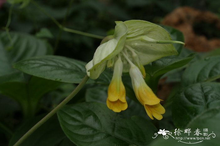 香菜的种植方法