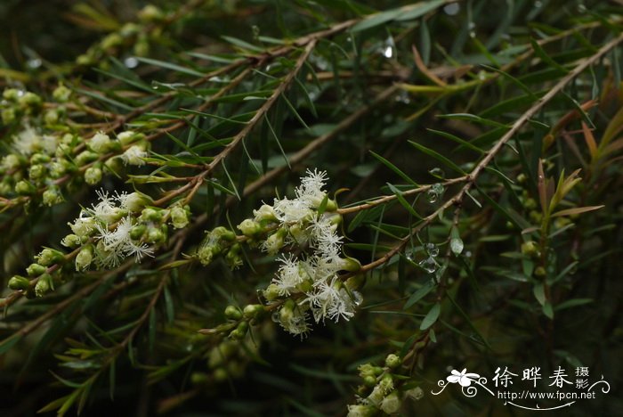 鹅掌草