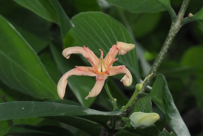 长寿花价格