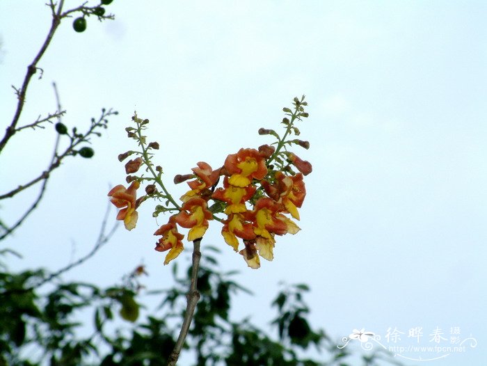 客厅放什么植物最好风水