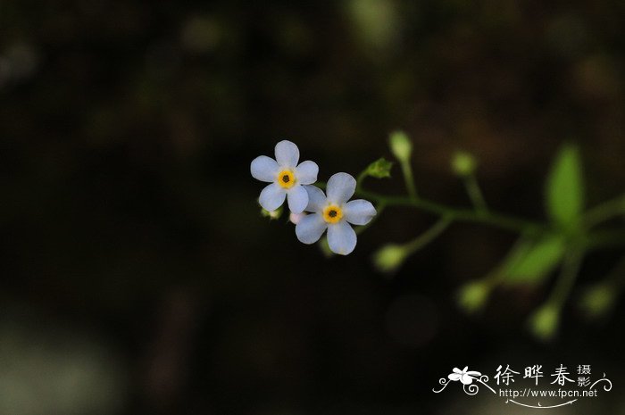 山茶花好养吗