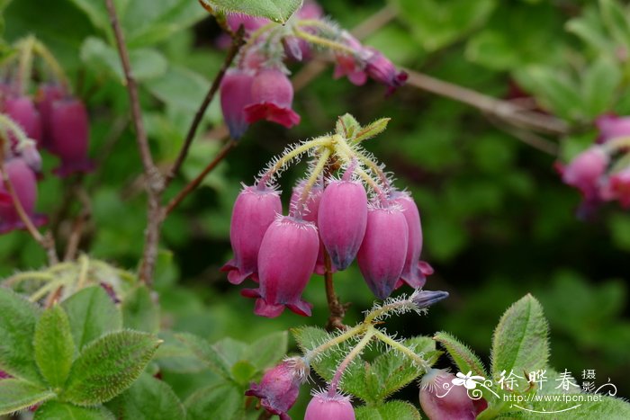 菱叶绣线菊