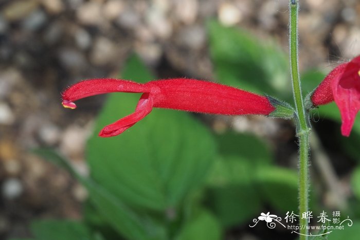 中国哪里适合种植榴莲