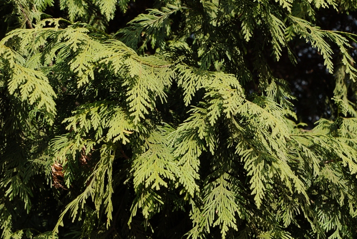 教师节送什么鲜花